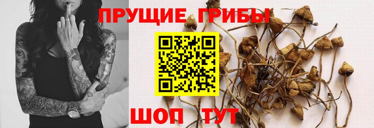 Псилоцибиновые грибы Psilocybe Кольчугино
